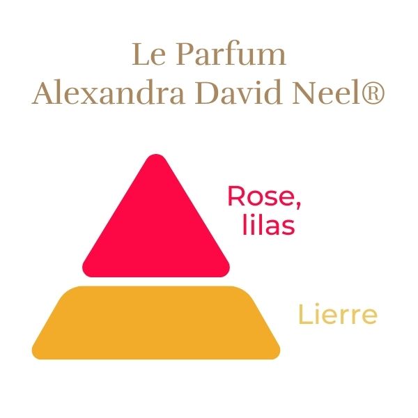 Rosier Alexandra David Neel® Le Rosier Tige