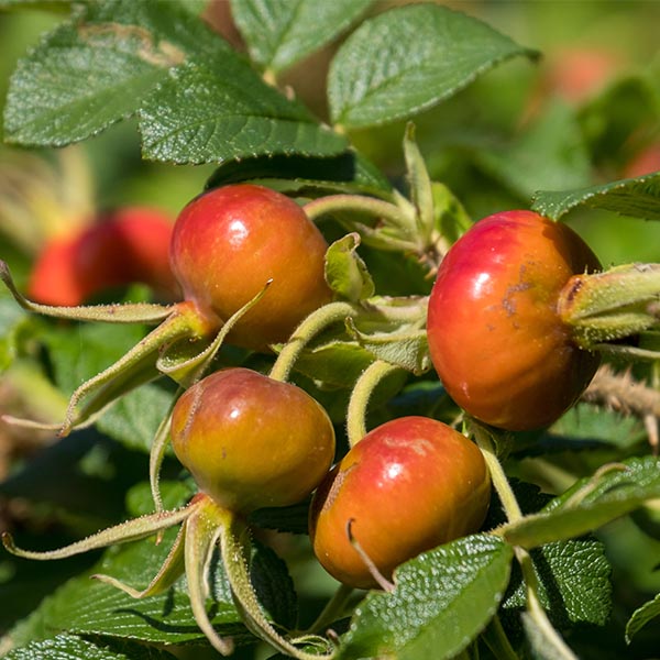 Rosa rugosa Rose