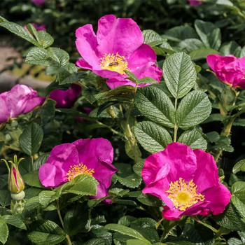 Rosa rugosa Rose