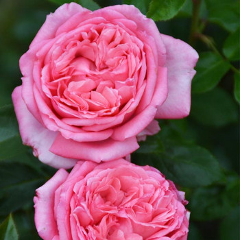 Rosier La Rose de Molinard®