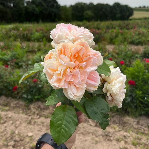 Rosier Château de la Batisse®