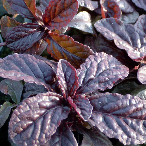 Ajuga reptans 'Atropurpurea'